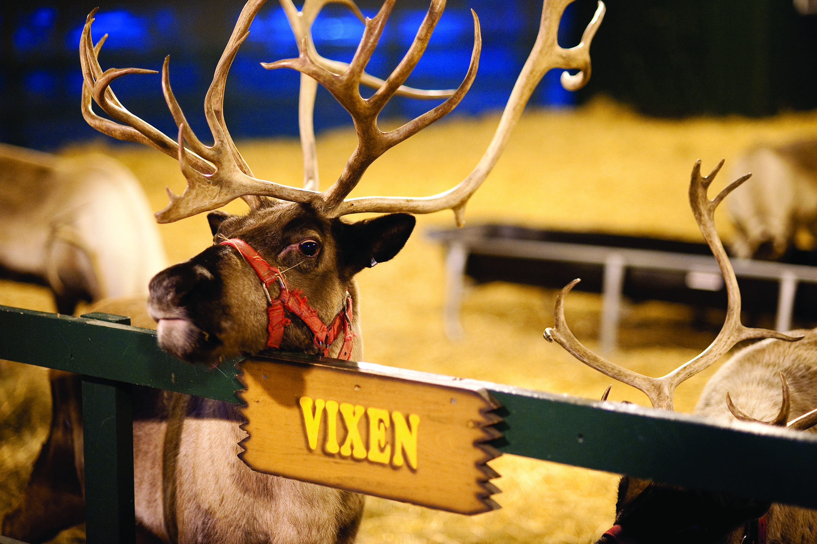 Visiting Hersheypark Christmas Candylane With Live Reindeer Hershey