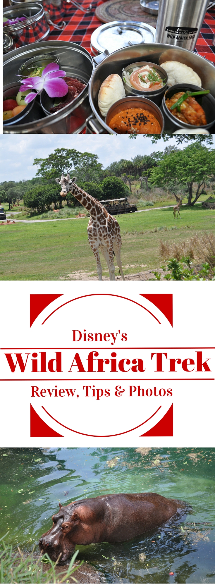 Disney's Wild Africa Trek Review Tips and Photos