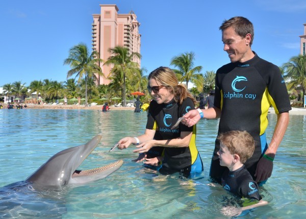 feeding dolphins