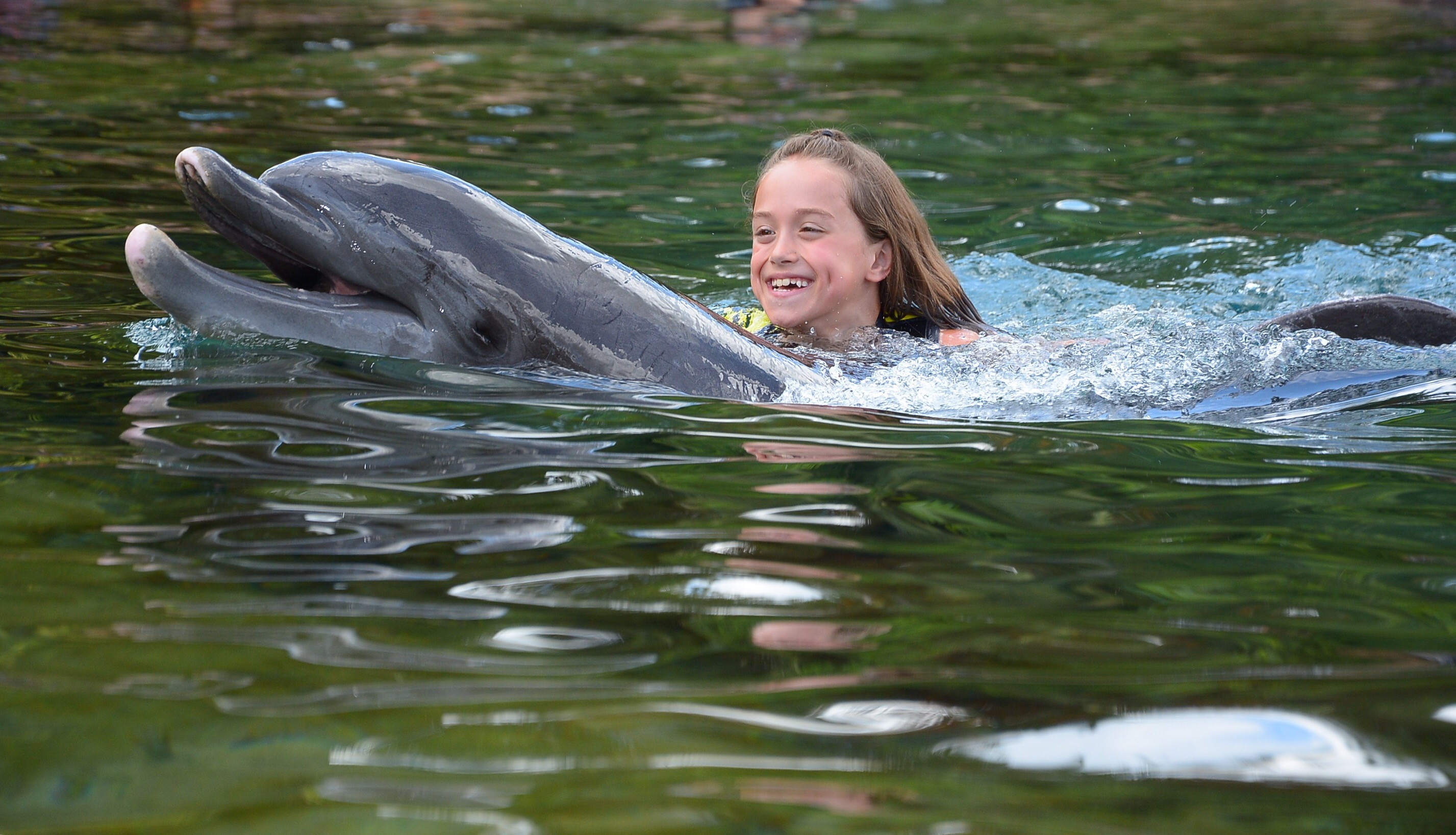 Details on Swimming with Dolphins at Discovery Cove