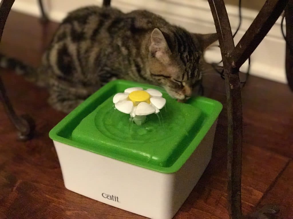 best water fountain for cats