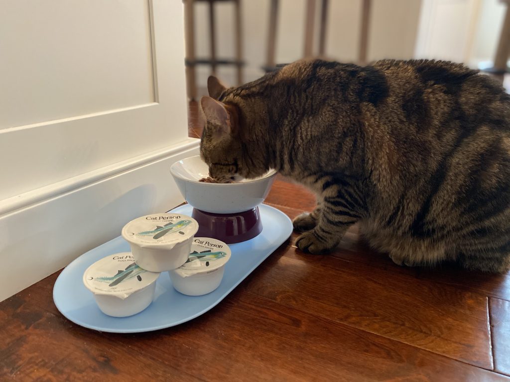 cat person food bowl
