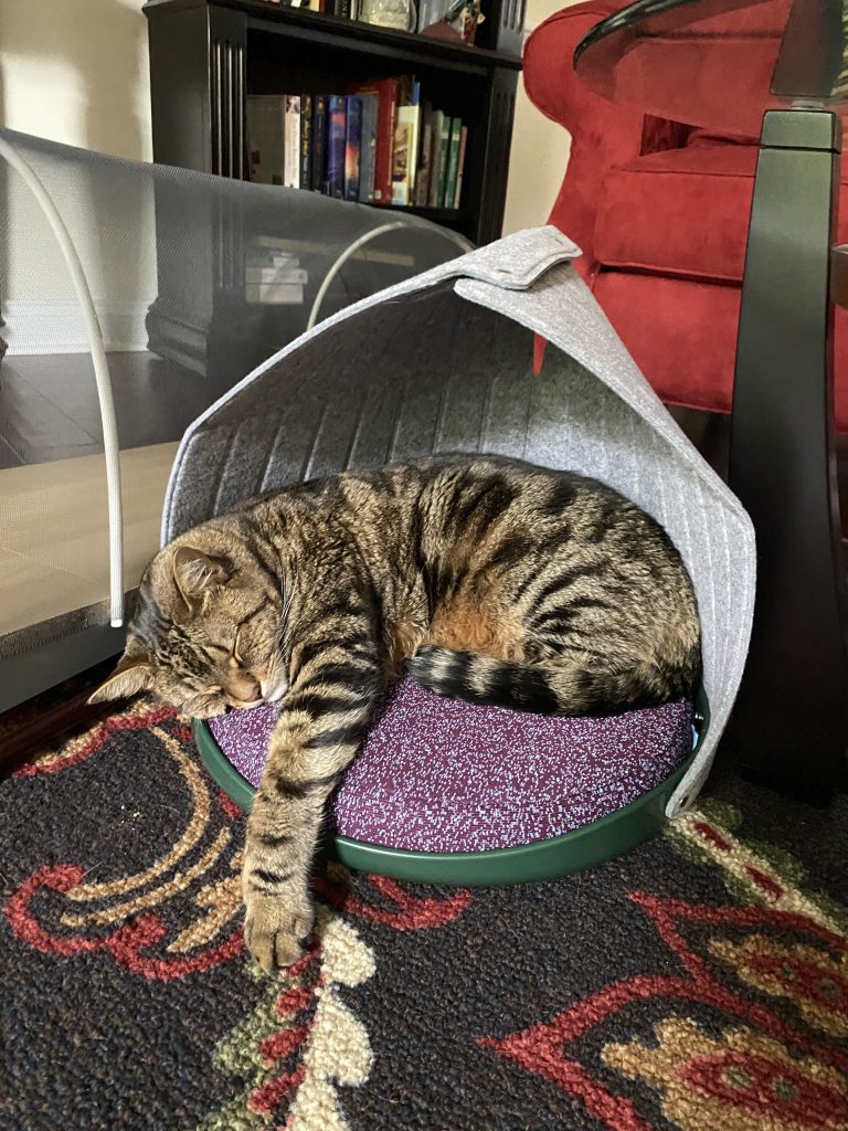 Cat Person Cat Canopy Review