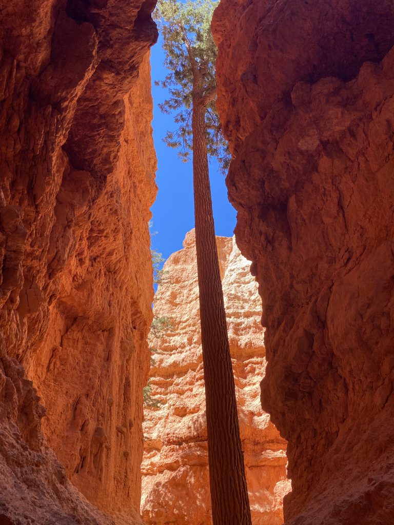 Wall Street Bryce Canyon Navajo Loop
